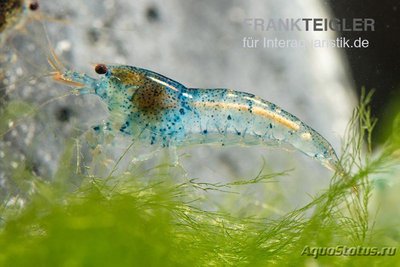 Фото Креветка, Неокаридина Давиди Аура Блю Neocaridina davidi Aura Blue  (photo#122679)