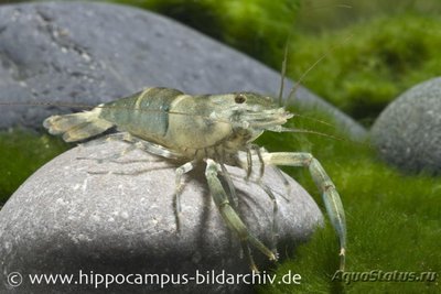 Фото Бамбуковая креветка Macrobrachium sp. Bambo  (photo#122681)