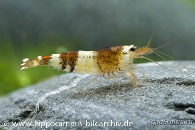 Креветка Черная пче­ла (Caridina logeman­ni Black Bee Shrimp)