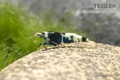 Черная Креветка Пин­то -​ Микс (Caridina spec.​ Black Pinto)