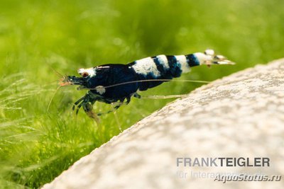 Черная Креветка Пин­то -​ Микс (Caridina spec.​ Black Pinto)