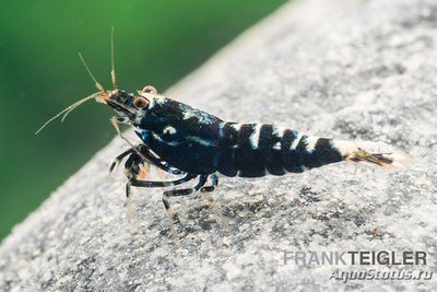 Черная Креветка Пин­то -​ Микс (Caridina spec.​ Black Pinto)