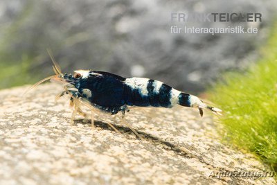 Фото Черная Креветка Пин­то -​ Микс Caridina spec.​ Black Pinto  (photo#122686)