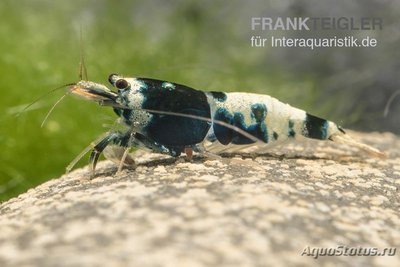 Черная Креветка Пин­то -​ Микс (Caridina spec.​ Black Pinto)