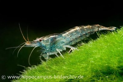 Фото Голубая креветка, неокаридина бабаулти Neocaridina babault­i  (photo#122688)