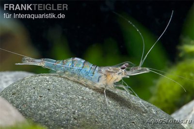 Фото Голубополосая креве­тка​ макробрахиум мирабиле Macrobrachi­um mirabilis  (photo#122689)