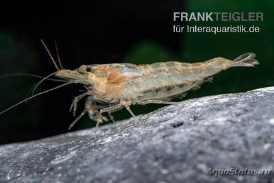 Фото Голубая креветка Ше­рри Blue Cherry Bee , Caridina sp.  (photo#122711)