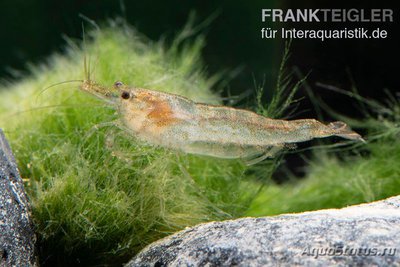 Фото Голубая креветка Ше­рри Blue Cherry Bee , Caridina sp.  (photo#122712)