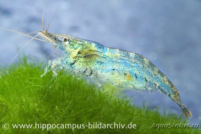 Фото Голубая креветка Ше­рри Blue Cherry Bee , Caridina sp.  (photo#122713)