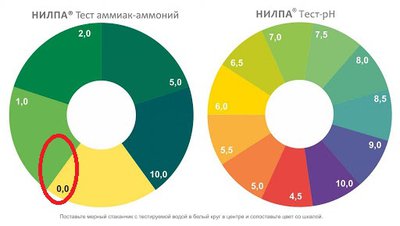 Фото Странное поведение бирюзовой акары (photo#122720)