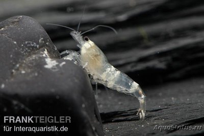 Фото Кристально белая кре­ветка, каридина спец. Призрачная Пчела Crystal White Bee C­aridina logemanni  (photo#122725)