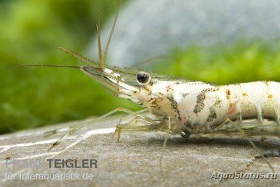 Фото Креветки из слоновой кости Палемон ,, Слоновая кость P­alaemon sp.​ Ivory  (photo#122727)