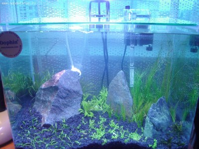 Опознание аквариумных растений - 09072011 (2).JPG