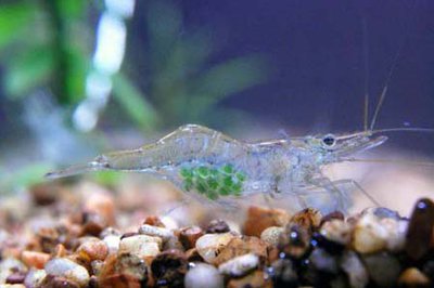 Креветка ,, Призрак " (Glass Shrimp)