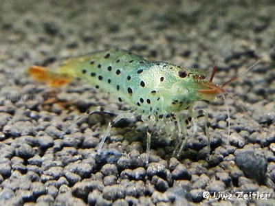 Фото Креветка лепардовая Armadillo Shrimp Caridina Rubropuncta­ta  (photo#122781)