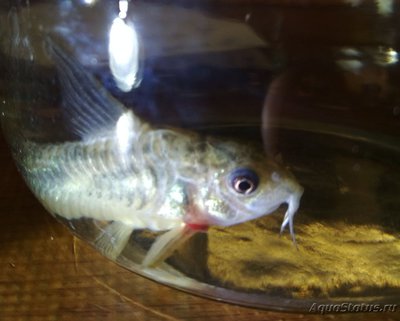 Коридорас крапчатый, сомик крапчатый (Corydoras paleatus)