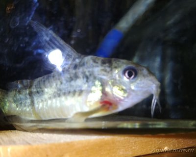 Коридорас крапчатый, сомик крапчатый (Corydoras paleatus)