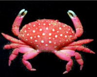 Фото Клубничный краб Strawberry crab  (photo#122846)