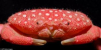 Фото Клубничный краб Strawberry crab  (photo#122847)