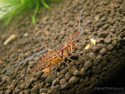 Креветка озера Инле (Macrobrachium ,, Inle - See ")