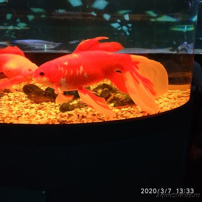 Фото Детский аквариум 10 литров AnnaS  (photo#123020)