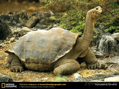 Фото Черепаха галапагосская , или слоновая Chelonoidis elephantopus  (photo#123087)