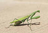 Фото Китайский богомол Tenodera sinensis  (photo#123188)