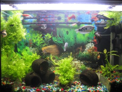 Мой аквариум 80 литров лёва  - IMG_1022.jpg