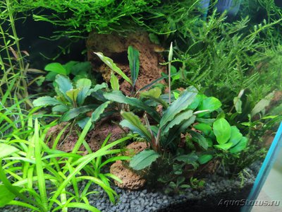 Подводный Романтик. Мой аквариум Fluval Roma 120 литров (Zlatka)