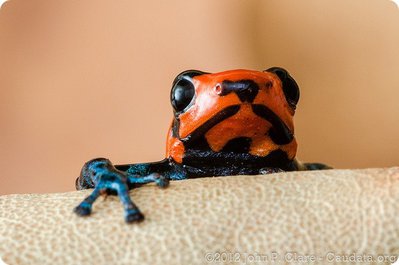 Фото Древолаз благословенный карликовый Ranitomeya benedicta  (photo#123614)