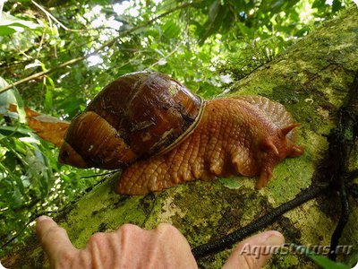 Фото Наземная улитка Мегалобулимус Megalobulimus  (photo#123623)