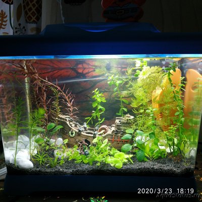 Мишкин аквариум 20 литров (AnnaS)