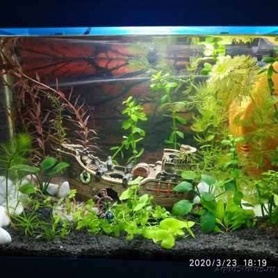 Мишкин аквариум 20 литров (AnnaS)