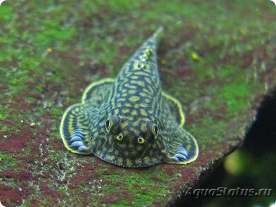 Фото Севелия линеолата Sewellia lineolata  (photo#124134)