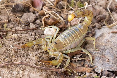 Скорпион (Androctonus amoreuxi)