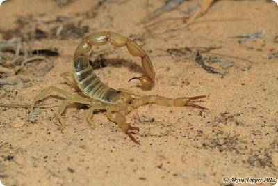 Скорпион (Androctonus amoreuxi)