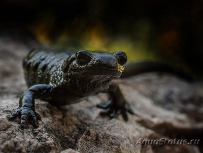 Фото Альпийская саламанд­ра или Черная салама­ндра Salamandra atr­a  (photo#124424)