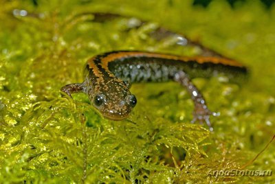 Фото Саламандра Лузитанская , или Золотистополосая саламандра Chioglossa lusitanica  (photo#124440)