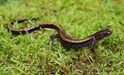 Фото Саламандра Лузитанская , или Золотистополосая саламандра Chioglossa lusitanica  (photo#124441)