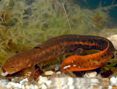 Фото ​ Тритон Губастый коротконогий Pachytr­iton brevipes  (photo#124723)