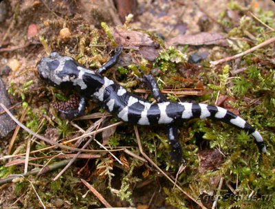 Фото ​ Амбистома Мраморная Ambystoma opacum  (photo#124750)