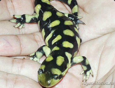 Фото Амбистома тигровая​ Ambystoma tigrinum  (photo#124751)