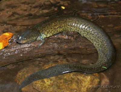 Фото Большой сирен​ Siren lacertin  (photo#124766)