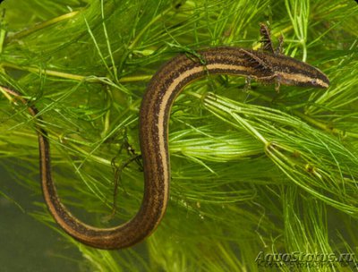 Полосатый грязевый сирен (Pseudobranchus striatus)