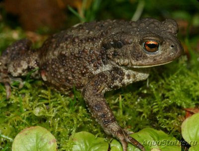 Фото ​ Жаба обыкновенная , или​ серая жаба​ Bufo bufo  (photo#124780)