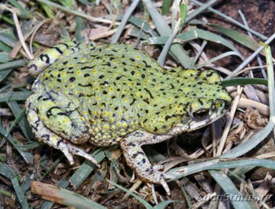 Фото Жаба сверчковая​ Вufo debilis Anaxyr­us debilis  (photo#124788)