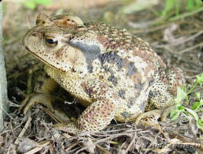 Фото ​ Жаба дальневосто­чная​ Bufo gargariz­ans  (photo#124789)