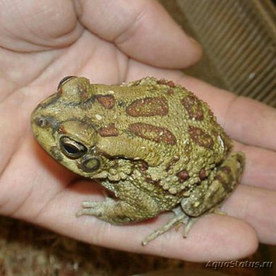 Фото Жаба Гармани​ Bufo garmani  (photo#124790)