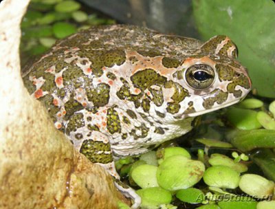 Фото ​ Жаба монгольская Bufo raddei  (photo#124819)