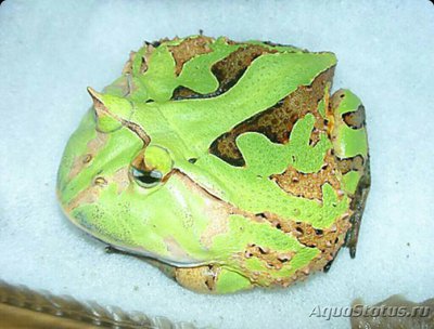 Фото Рогатка венесуэльска­я​ Ceratophrys corn­uta  (photo#124836)